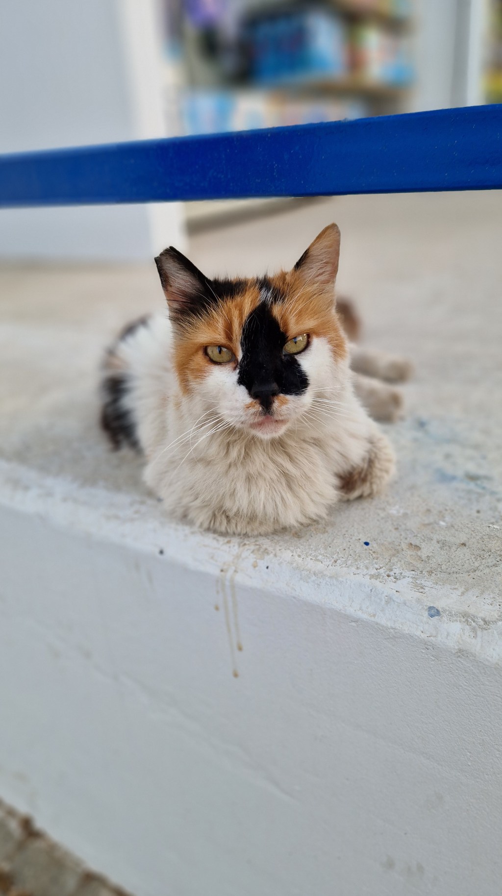 #psyche: Was wir von zypriotischen Strassenkatzen lernen&nbsp;koennen